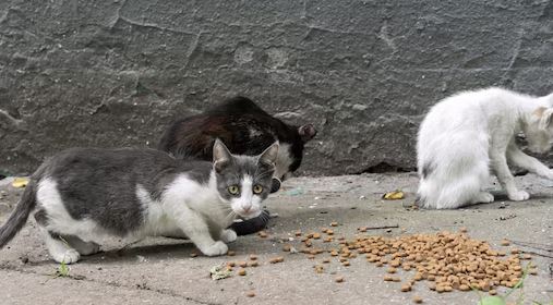 Disposizioni di natura igienico-sanitaria in materia di somministrazione di cibo agli animali su suolo pubblico: ordinanza del sindaco Midili