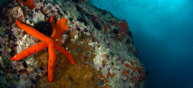 I Meravigliosi Fondali